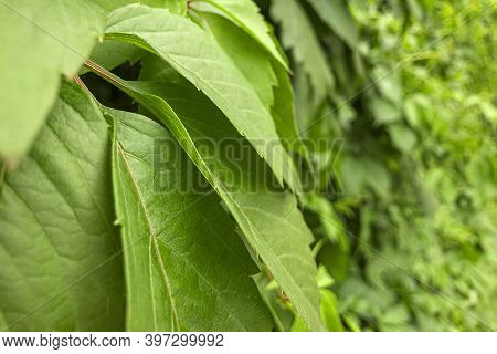 Gynostemma Pentaphyllum Is Species Of Herbaceous Plants From Genus Gynostemma Of  Pumpkin Family. Na