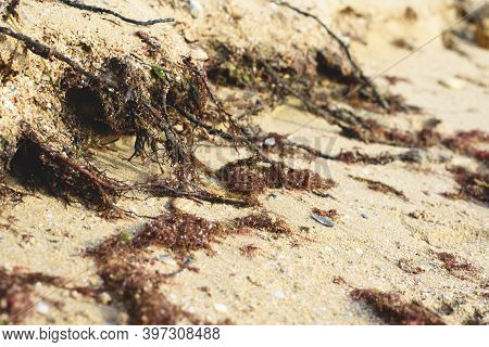 Fragments Of Seaweed Plants On Sand Of The Beach.