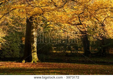 Novembergold