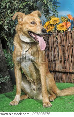 Outbred Happy Brown Dog On Green Grass