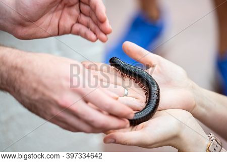 Giant African Millipede, Archispirostreptus Gigas On Hand