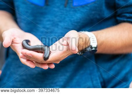 Giant African Millipede, Archispirostreptus Gigas On Hand
