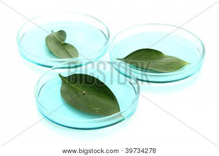 Geneticky modifikované listy testován v Petriho miskách izolované na bílém