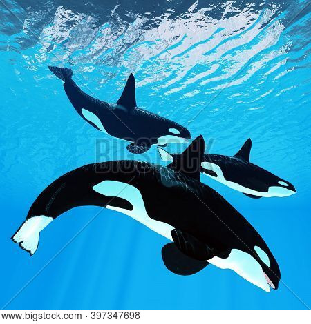 Killer Whale Trio 3d Illustration - Three Male Bull Orca Whales Swim Together Near The Surface Of Th