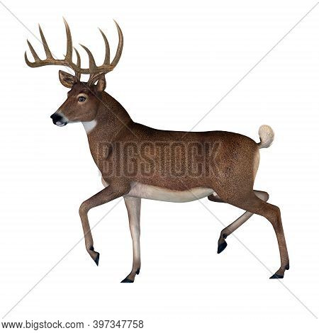 Whitetail Buck 3d Illustration - The Herbivorous White-tailed Deer Lives In North And South America 