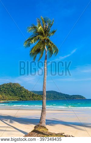 Palm Tree Hanging Over Tropical Beach In A Sunny Day