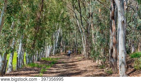 Woodland At The Alcoa Wellard Wetlands In Perth Wa