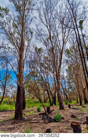 Woodland At The Alcoa Wellard Wetlands In Perth Wa
