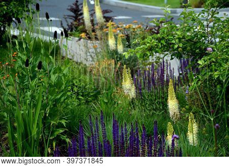 Prairie Eremurus Stenophyllus Salvia Nemorosa Tuberous Yellow Flowers With Oblong Flowers Combined W