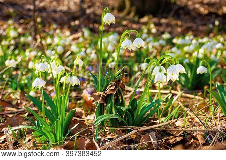 White Snowflake Flowers In The Forest. Beautiful Nature Background On A Bright Sunny Day In Spring