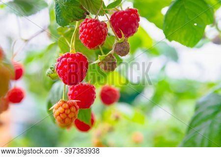 Red Raspberries Hanging On The Bushes Of Raspberries. Ripe Delicious Berries In The Garden In Summer