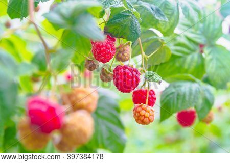 Red Raspberries Hanging On The Bushes Of Raspberries. Ripe Delicious Berries In The Garden In Summer