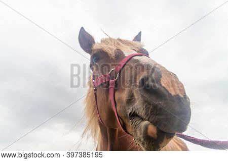 The Horse Looks Down At The Camera. Funny Red-haired Mare. The Look Of A Horse At A Man.