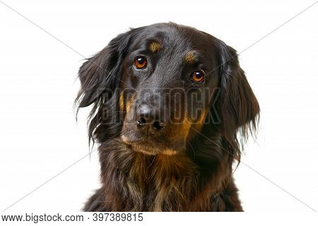 Hovawart Dog Portrait. Close-up Shoot Of A Black Hovawart Dog, Isolated