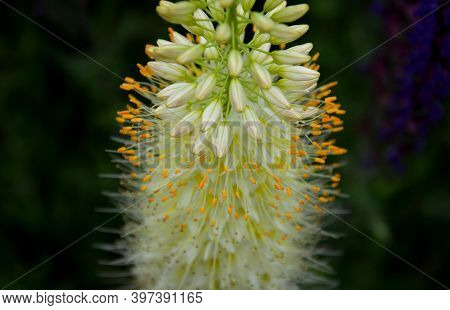 Prairie Eremurus Stenophyllus Salvia Nemorosa Tuberous Yellow Flowers With Oblong Flowers Combined W