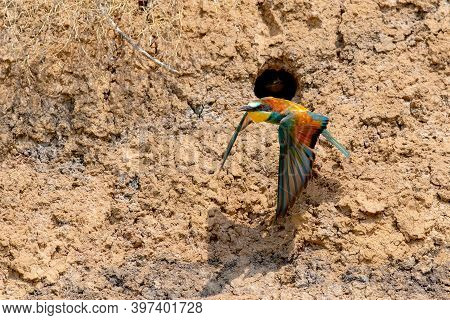 European Bee-eater Or Merops Apiaster On Ground Near Hole Nest.
