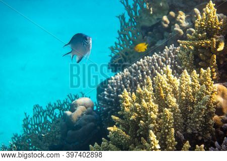 Tropical Fish In The Ocean. Beautiful Silver Moonfish (moony, Monodactylidae) In Red Sea Near Coral 