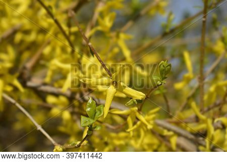 Weeping Forsythia Yellow Flowers - Latin Name - Forsythia Suspensa