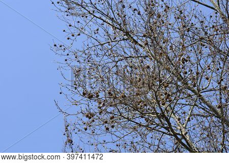 London Plane Branches Against Blue Sky - Latin Name - Platanus X Hispanica (platanus X Acerifolia)