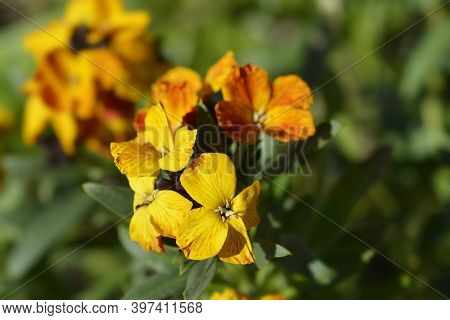 Orange Wallflower - Latin Name - Erysimum Cheiri