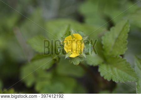 Indian Strawberry Flower - Latin Name - Duchesnea Indica (potentilla Indica)