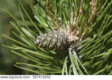 Dwarf Mountain Pine Mughus - Latin Name - Pinus Mugo Mughus