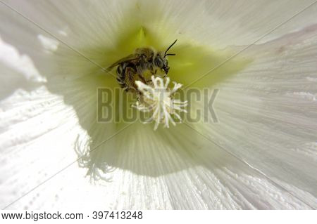 Wild Bee On Flower With Nectar Blooming In Field Countryside. Countryside Consisting Of Bee, Wild Br