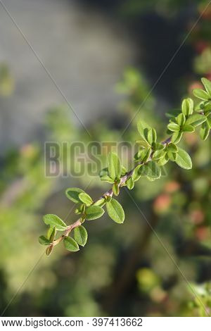 Bearberry Cotoneaster Coral Beauty Branch - Latin Name - Cotoneaster Dammeri Coral Beauty