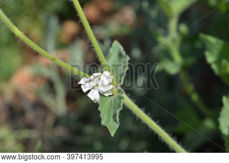 Unusual Campion - Latin Name - Silene Paradoxa