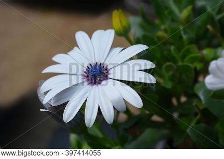 Cape Marguerite - Latin Name - Osteospermum Ecklonis