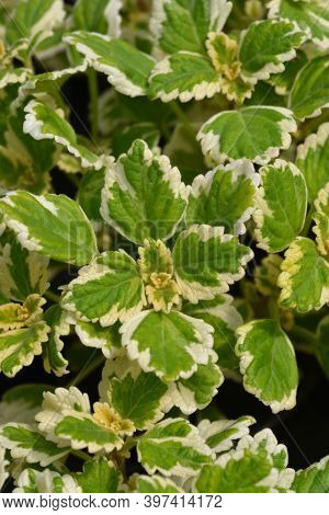 Swedish Ivy Marginatus Leaves - Latin Name - Plectranthus Forsteri Marginatus