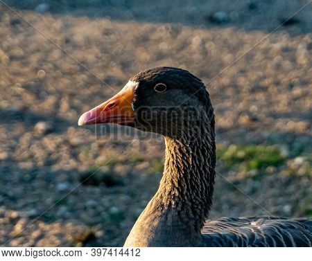 Close Up Of A Domestic Greylag Goose.