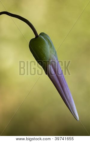 粉红色的花风铃