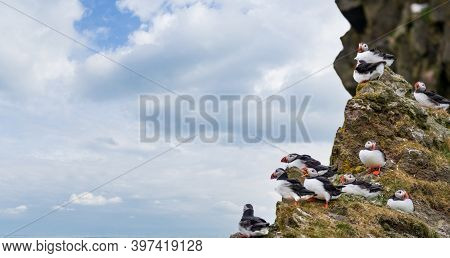 Puffins On Top Of The Rock Near The Ocean