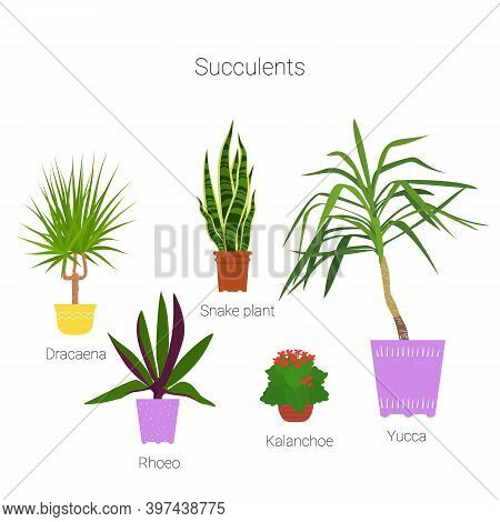 Colorful Set Of Potted Succulent Houseplants. Flat Style Vector Illustration