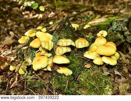 Many Dangerous Inedible Mushrooms Grow On A Tree Stump In A Forest. Poisonous Mushrooms, Hazardous T