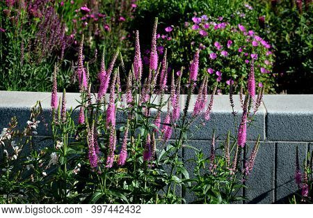 Prairie Perennial Flowerbed With A Different Set Of Flowers Of A Flowerbed Of A Larger Plant Just Fl