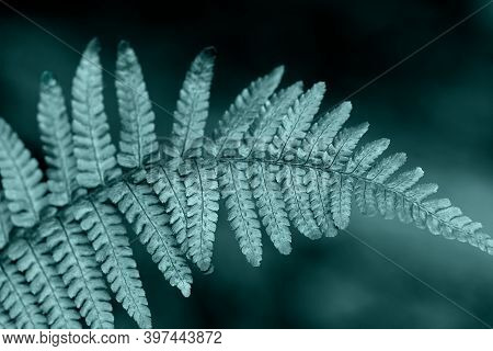 Closeup Shot Of Fern Leaf. Fern Leaves With Water Drops Close Up. Natural Fern Leaf On Dark Backdrop