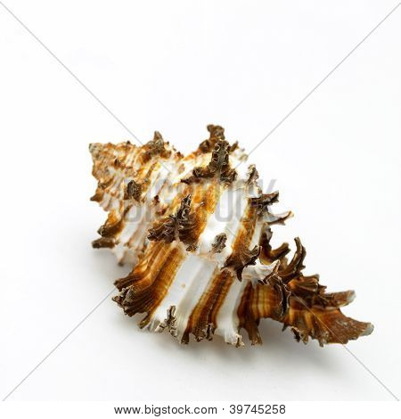Sea shell