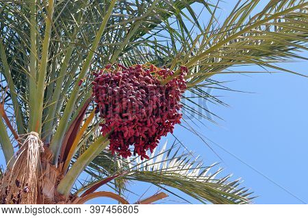 Date Palm. Ripe Fruits, Dates On A Branch. Green Branches Of A Palm Tree.