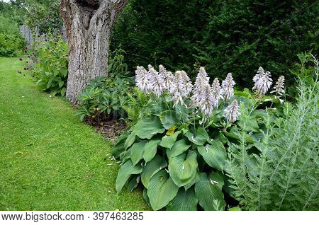 Hosta Tardiana Halcyon Garden Flower With Giant Leaves With Gray Green Color Just Blooming White Flo