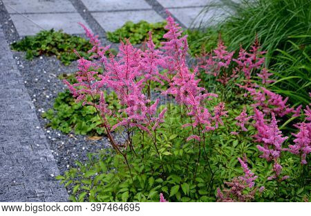 A Popular And Undemanding Perennial That Blooms In Summer With Rich Upright Inflorescences Of Variou