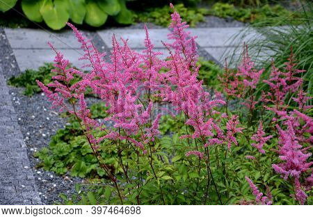 A Popular And Undemanding Perennial That Blooms In Summer With Rich Upright Inflorescences Of Variou