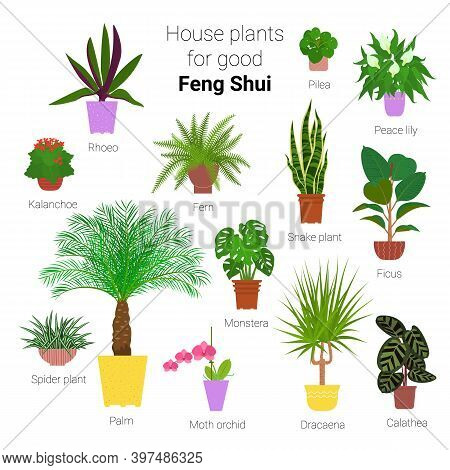 Colorful Set Of Various Potted Houseplants For Good Feng Shui. Succulents, Evergreen Plants In Plant