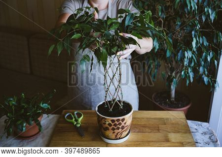 How To Weave Weeping Fig Plant Stem. Methods And Patterns Of Weaving Ficus Benjamina At Home. Woman 