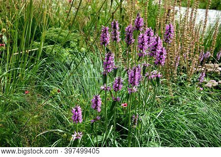 Mallow 40 Cm High Tufts With Fresh Green Leaves With Serrated Edge. Upright Flower Shoots Bloom From