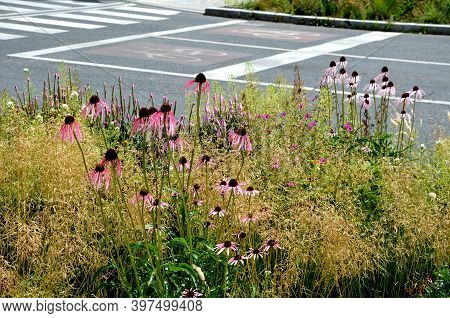 Pink Prairie Garden Perennial Flowerbed With A Different Set Of Flowers Of A Flowerbed Of A Larger P