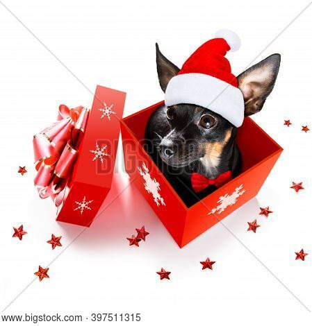 Christmas Santa Claus Praguer Ratter Dog As A Holiday Season Surprise Out Of A Gift Or Present Box  
