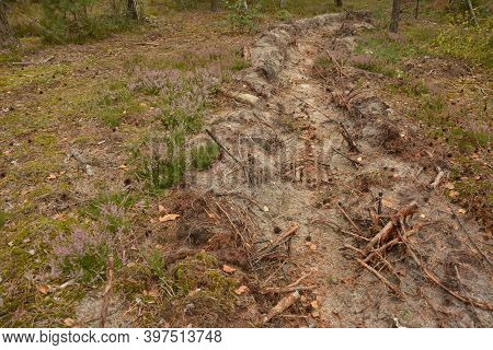 Fire-trench In The Pine Forest At Summer