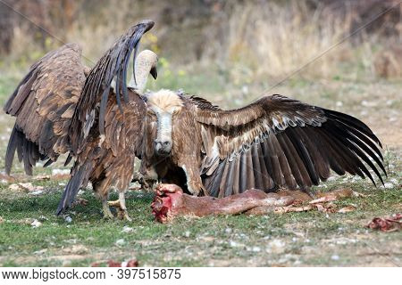 The Griffon Vulture (gyps Fulvus), A Pair Of Fighting Over Food. Duel Of Vultures For Food On The Gr
